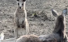 Выбери имя: в Алматинском зоопарке родились три кенгуренка