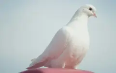 Старейший в мире голубь умер в 44 года