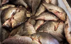 Браконьерскую деятельность пресекли на озере Балхаш