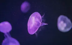 Об опасности на популярных пляжах Пхукета предупредили туристов