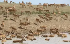Мертвых сайгаков нашли в Казахстане