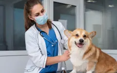 Эти 6 пород собак реже болеют – мнение ветеринара