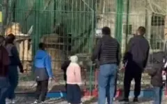 В Семее мужчины забросали львов камнями в биоцентре