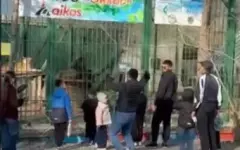 Взрослые и дети бросали камни в львов в биологическом центре Семея