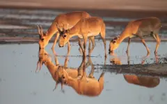 Массовый падеж сайгаков зафиксирован на западе Казахстана