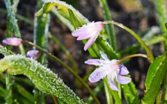 Минусовая температура ожидается в ночное время на востоке Казахстана