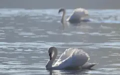 Таинственная гибель лебедей на Каспии – эксперты разводят руками