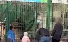 Казахстанцев возмутил случай жестокого обращения со львами в Семее