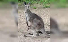 В зоопарке Алматы новорожденным кенгурятам дали имена