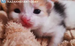 В Алматы пожарные вынесли котят из огня