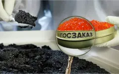 Икра на 147 миллионов тенге: незаконный тендер осетрового завода отменили в Атырау