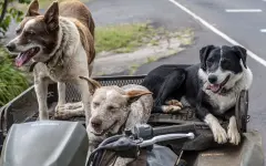 Домашних животных бесплатно вакцинируют от бешенства в Костанае