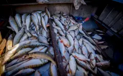 25 фактов браконьерства на воде выявлено в Карагандинской области