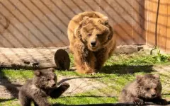 Краснокнижные медвежата родились в зоопарке Алматы