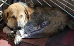 Могут ли ввести в Казахстане новый налог на содержание собак