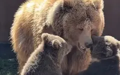 В алматинском зоопарке родились двое медвежат