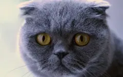 Пять пород кошек, которые чаще других попадают к ветеринару