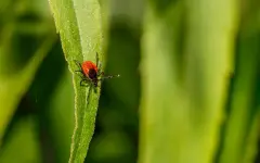 Эксперты просят алматинцев помочь в поиске клещей: что делать и для чего