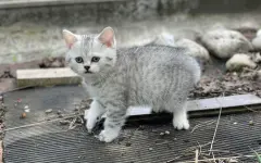 Смеялась и мяукала в трубку: жестокий тренд обернулся суровым наказанием для девушки из Бишкека