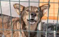 Соседи против приюта: в Караганде спор из-за десятков собак