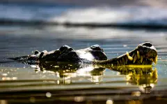 Ученые обнаружили древнего крокодила с неожиданными пищевыми привычками