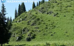 Участок в предгорьях Заилийского Алатау площадью 4,2 га вернули государству