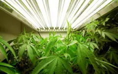 Подпольную фитолабораторию ликвидировали в ВКО