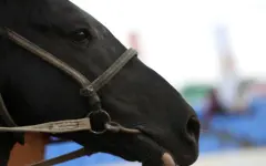 Ветеринары помогали ОПГ легализовать похищенный скот в ЗКО