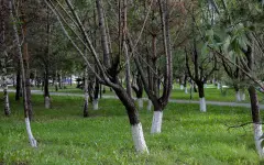 Стартовал проект по цифровому учету деревьев