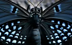 Названы знаки зодиака, которые вот-вот выпорхнут из мрака проблем