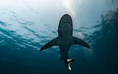 Акула обезглавила подростка во время подводной охоты