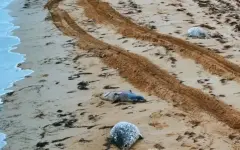 Десятки туш мертвых тюленей нашли на побережье Каспия