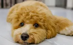 Как плюшевые игрушки: породы собак, которые обманчиво милы