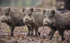 Радиоактивные кабаны остаются проблемой в Германии спустя 40 лет