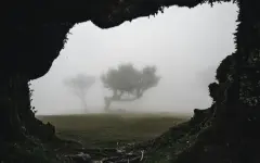 В Китае ученые обнаружили гигантский лес на глубине 200 метров под землей