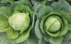 Привычный овощ с уникальными свойствами: что вы не знали о капусте