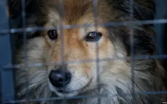 Мангистауская ветслужба провалила программу стерилизации животных