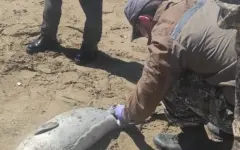 Массовая гибель тюленей: 191 тушу обнаружили у берегов Каспия