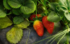 Эксперимент удался: клубнику в Атырау выращивают в промышленных объёмах