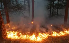 Лесной пожар предотвратили в СКО