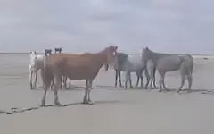 Ливни в Мангистау стали причиной массовой гибели лошадей
