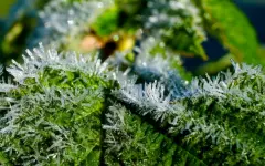 Ночные заморозки ожидаются в области Жетісу