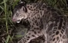 Редкого снежного барса засняли на камеру в области Жетысу