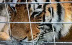 Тигрица вырвалась в зал во время шоу в России