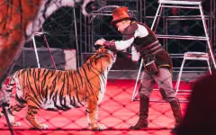В российском цирке тигр во время представления прыгнул в зрительный зал