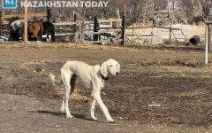 В Казахстане появился новый праздник - День казахского тазы и тобета