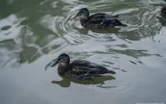 Циклон из Москвы накроет Казахстан