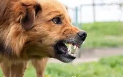 Три человека умерли от бешенства в Казахстане в 2025 году