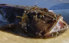 Эволюция одной из самых жутких рыб океана пошла не по плану ученых