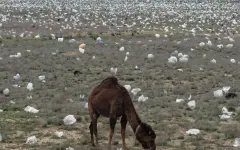Власти Мангистау объяснили свалку посреди степи ветром и пожаром